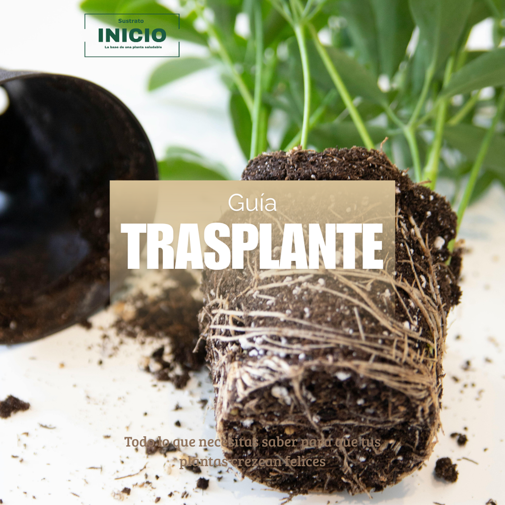 Guía Gratuita de trasplante