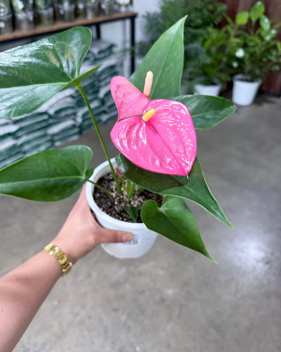 Guía Gratuita de trasplante