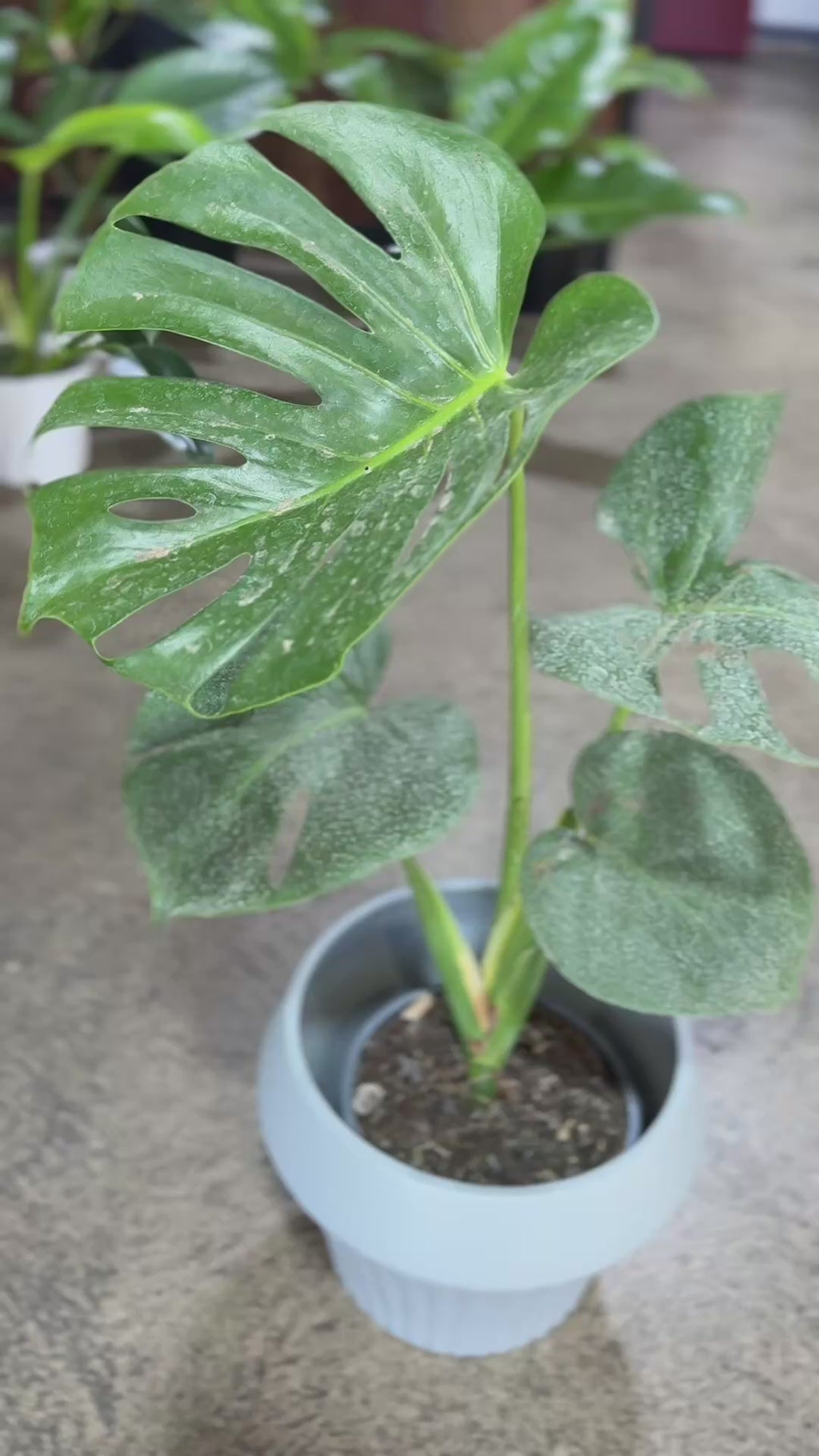 PURE LEAF